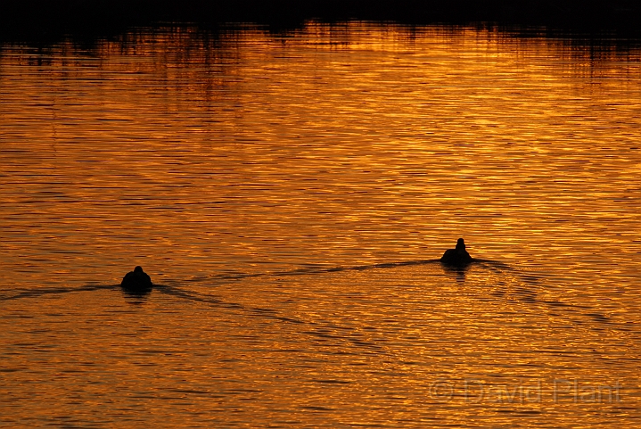 Mallards at sunset - E.JPG - Mallards at sunset - Welney
